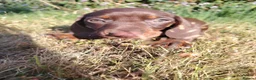Dachshund dogs for sale: Miniature dachshunds - Advert 7