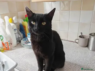 British Shorthair cats Not a mum a kitten - Advert 1