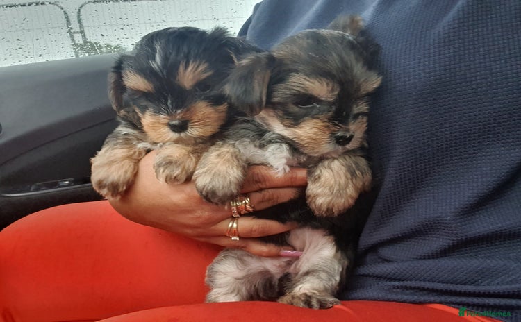Yorkshire Terrier dogs - Advert 1