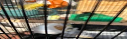 Budgerigars birds for sale: Budgerigar  - Advert 5