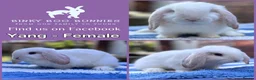 Mini Lop rabbits for sale: Mini Lop Babies - Reserve now - collect from 28/06 - Advert 3