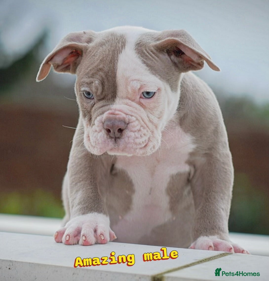 Old Tyme Bulldog dogs 23 years 5⭐️Rated Licensed professionals  - Advert 1