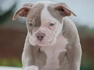 Old Tyme Bulldog dogs 23 years 5⭐️Rated Licensed professionals - Advert 5