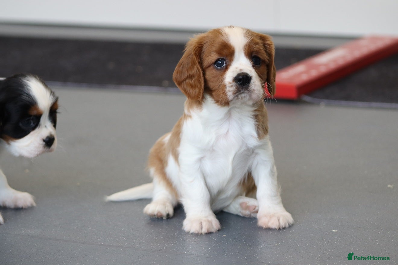 Cavalier King Charles Spaniel dogs Cavalier King Charles Puppies for sale - Advert 17