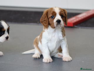 Cavalier King Charles Spaniel dogs Cavalier King Charles Puppies for sale - Advert 17