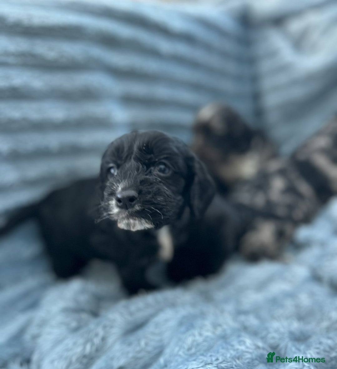 Cocker Spaniel dogs for sale: Stunning and unique puppies, DNA health tested - Advert 6