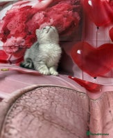 British Shorthair cats Gorgeous British short hair kittens - Advert 5