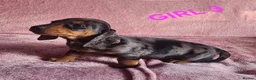 Miniature Dachshund dogs for sale: 🐶🐶8 stunning miniature dashund puppy’s  - Advert 6