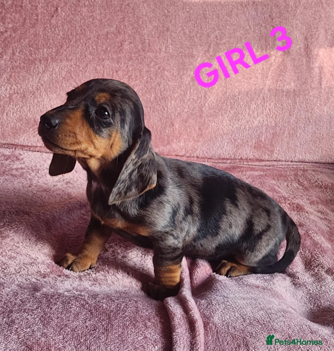 Miniature Dachshund dogs for sale: 🐶🐶8 stunning miniature dashund puppy’s  - Advert 6