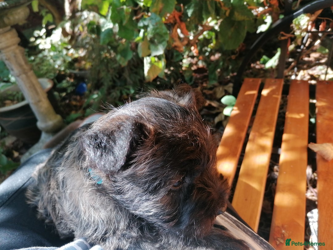 Mixed Breed dogs for sale: Wairns: Westie/ Cairn Pups - Image 17