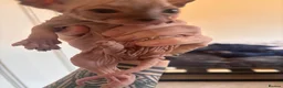 Sphynx cats for sale: Sphynx Kittens - Advert 16