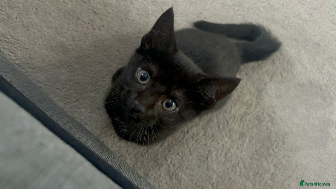 Mixed Breed cats for sale: Female kitten - Image 4