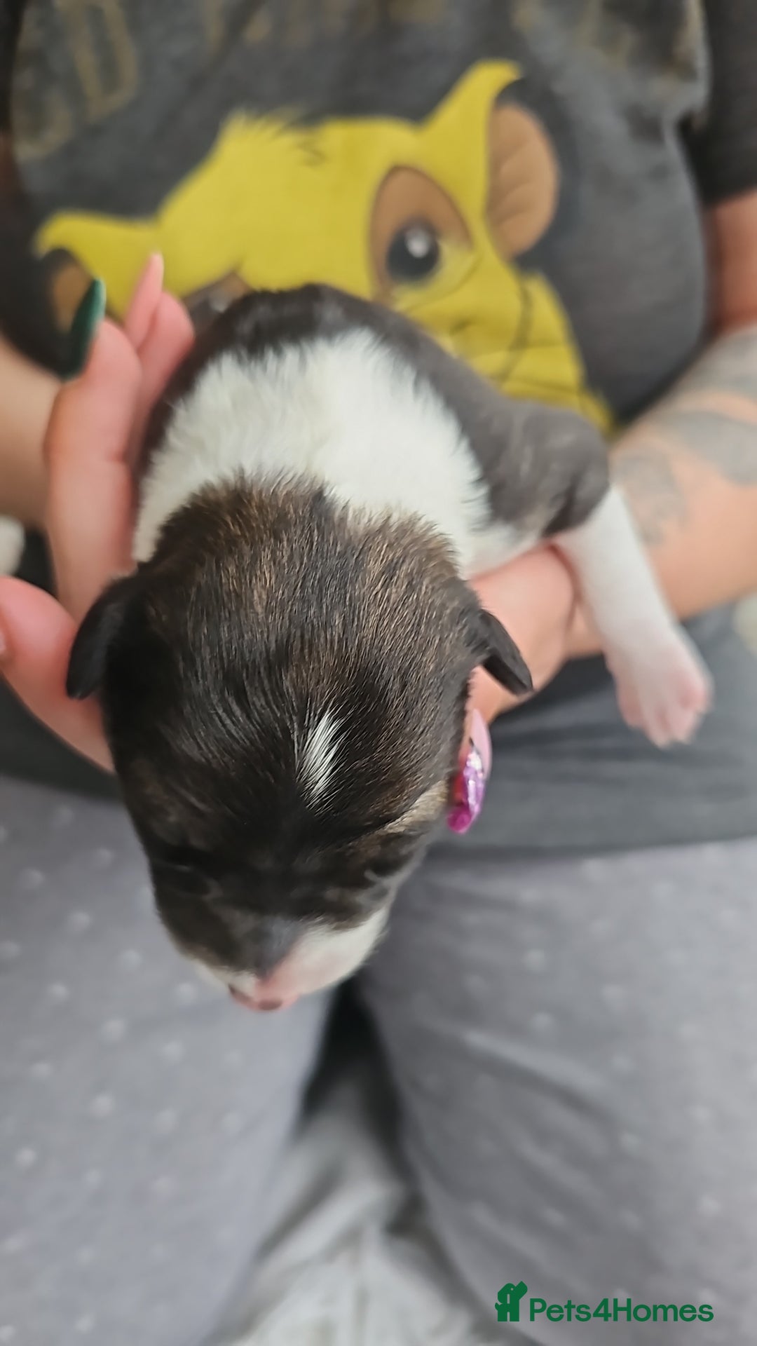 Sprollie dogs for sale: Puppies from Border Collie  - Image 14