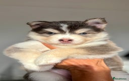 Pomsky dogs for sale: Family-Raised Pomsky Pups - Advert 8