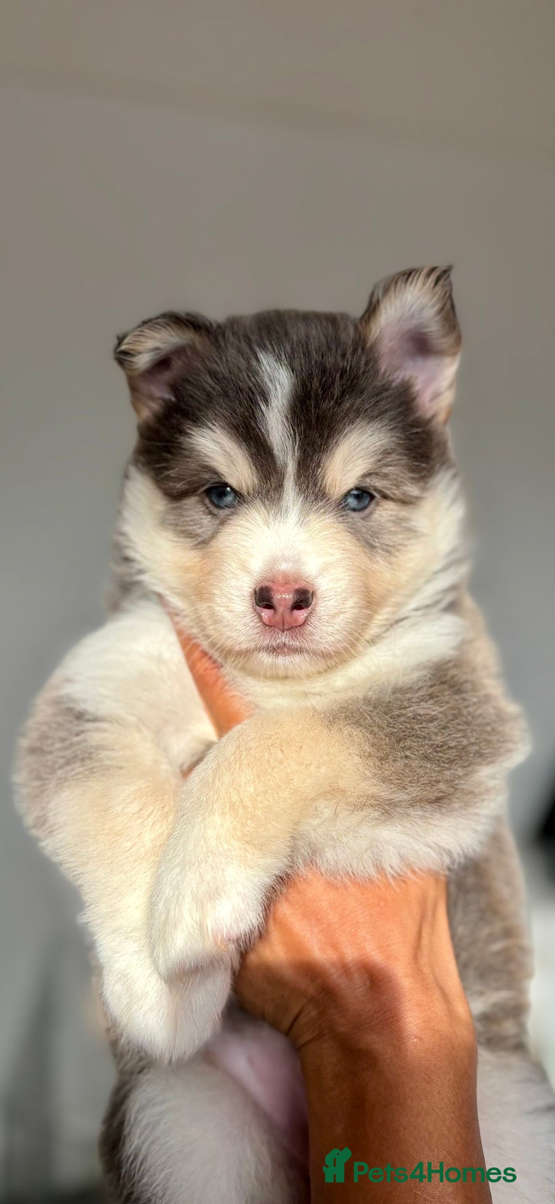 Pomsky dogs for sale: Family-Raised Pomsky Pups - Advert 8