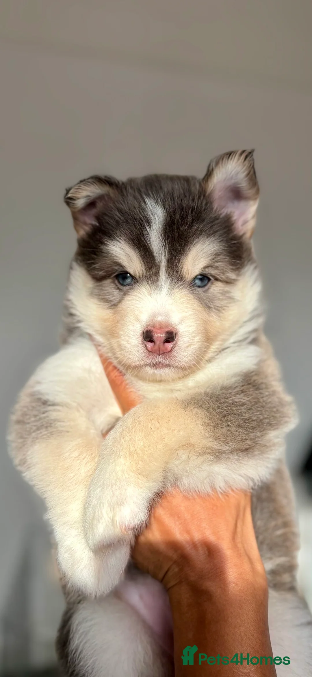 Pomsky dogs for sale: Skye and Sahara  - Advert 13