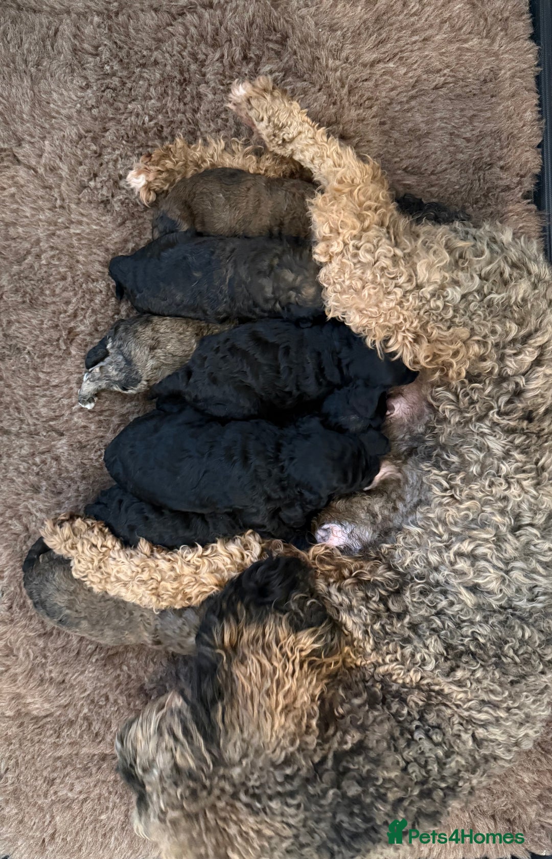 Poochon dogs for sale: Poochon puppy’s  - Advert 3