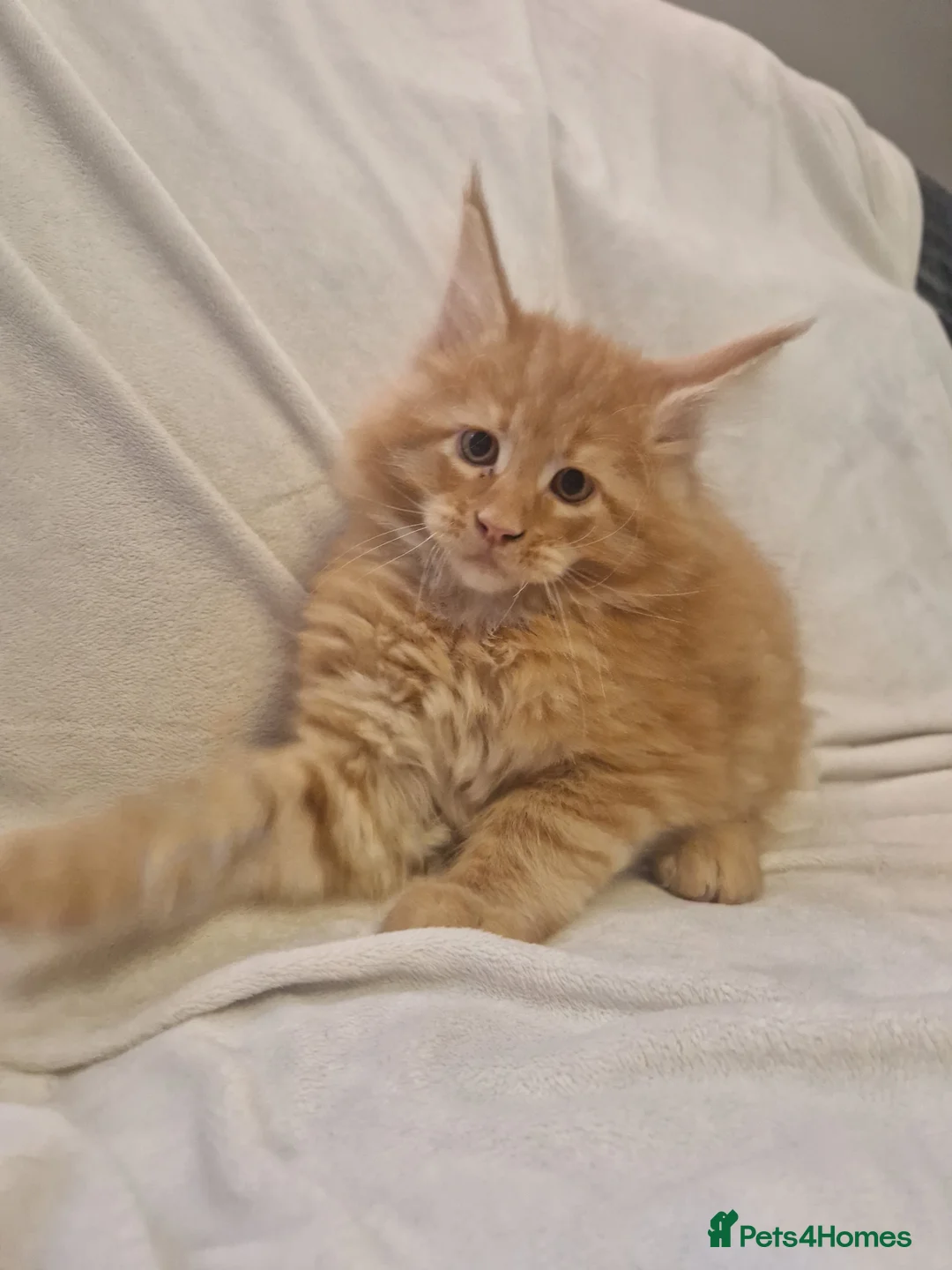 Maine Coon cats for sale: Maine Coon kittens - Advert 36