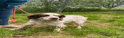 English Setter dogs for adoption: Kemon in Alfreton - Advert 7