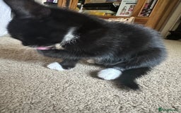 Mixed Breed cats for sale: 3 beautiful playful kittens  - Image 9