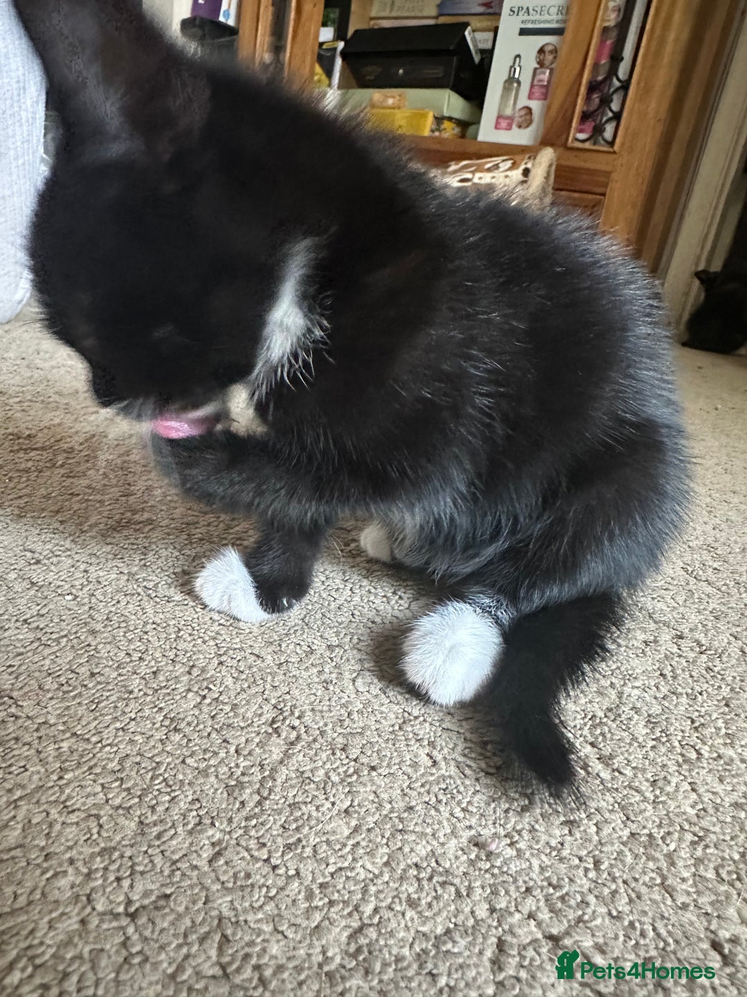 Mixed Breed cats for sale: 3 beautiful playful kittens  - Image 9