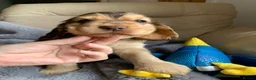 Cocker Spaniel dogs for sale: KC Show Type Cocker Spaniels - Advert 15