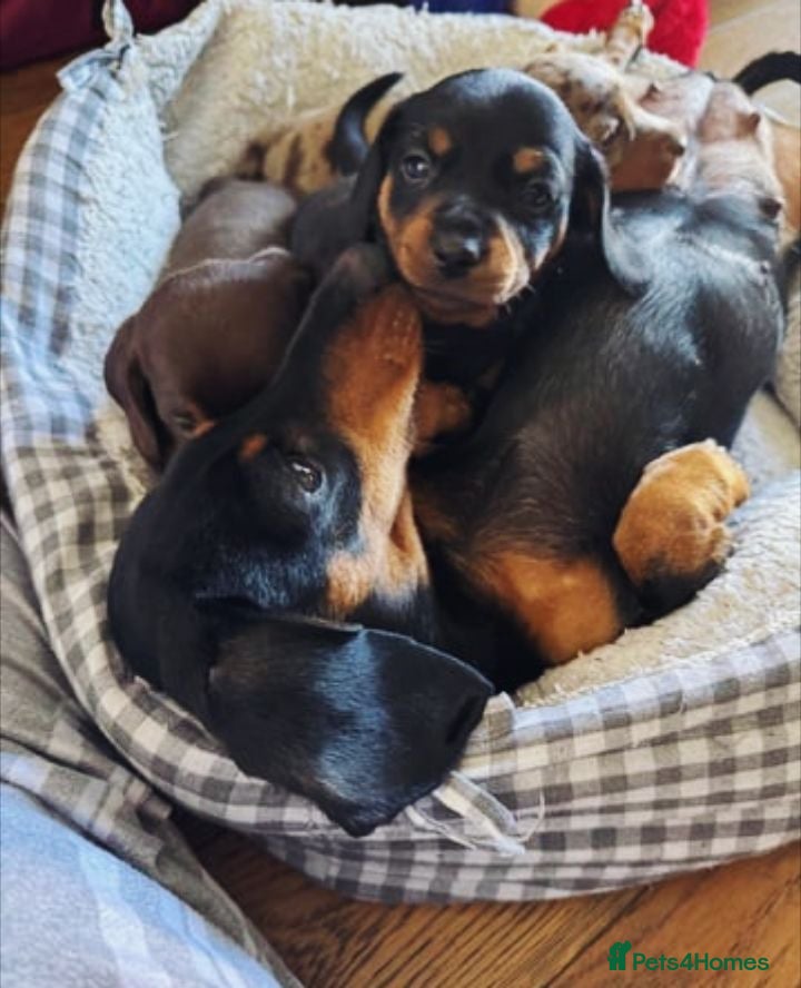 Miniature Dachshund dogs Lovely Miniature Dachshund Puppies  - Advert 1