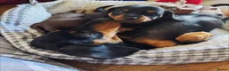 Miniature Dachshund dogs for sale: Lovely Miniature Dachshund Puppies  in Ipswich - Advert 2