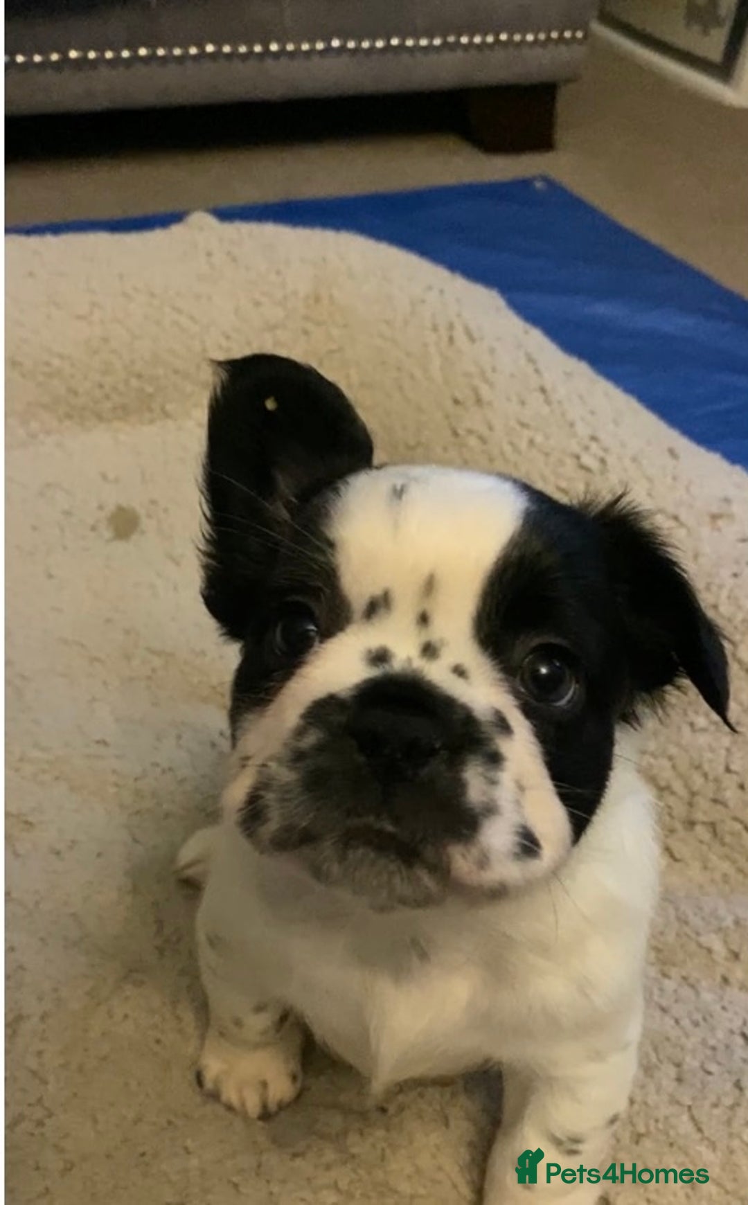 French Bulldog dogs for sale: French bulldogs puppy’s for sale - Advert 7