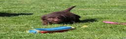 Labradoodle dogs for sale: Stunning Red Merle and Chocolate Labradoodle Pups in Auchterarder - Advert 16