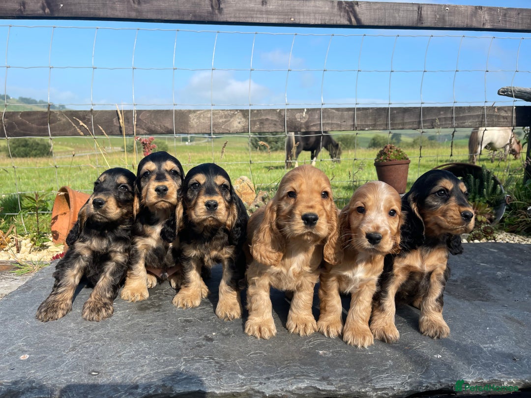 Cocker Spaniel dogs for sale: KC reg & H/Tested Show Cocker Spaniels - Image 15