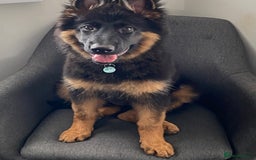 German Shepherd dogs for sale: Female German shepherd puppy - Image 2