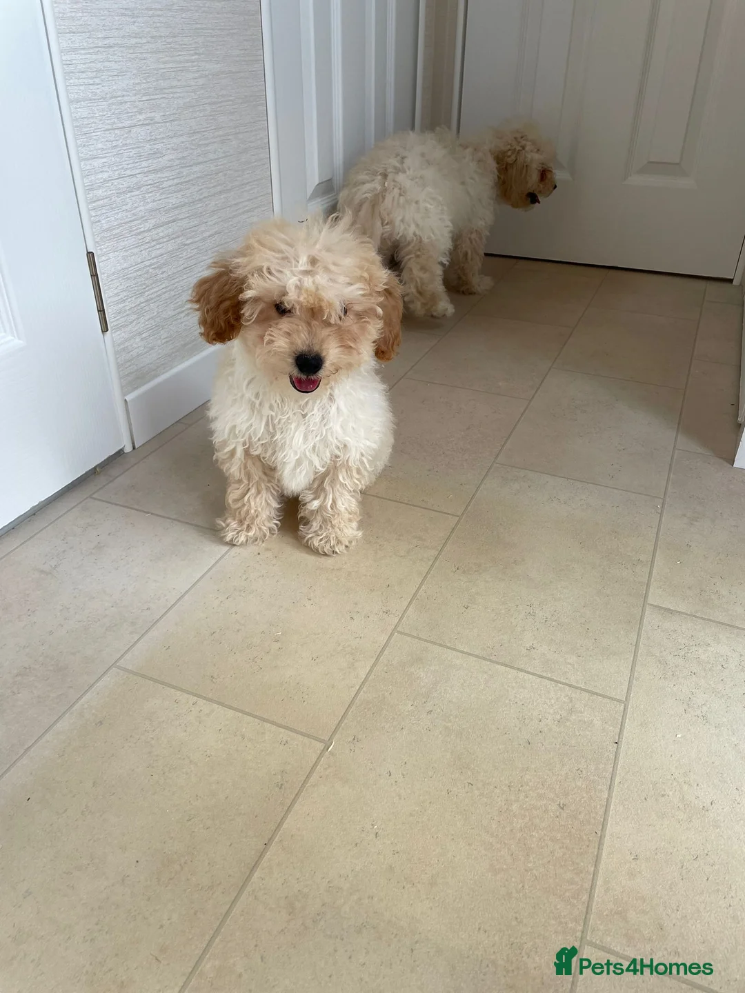 Miniature Poodle dogs for sale: Two beautiful miniature poodles  - Advert 2