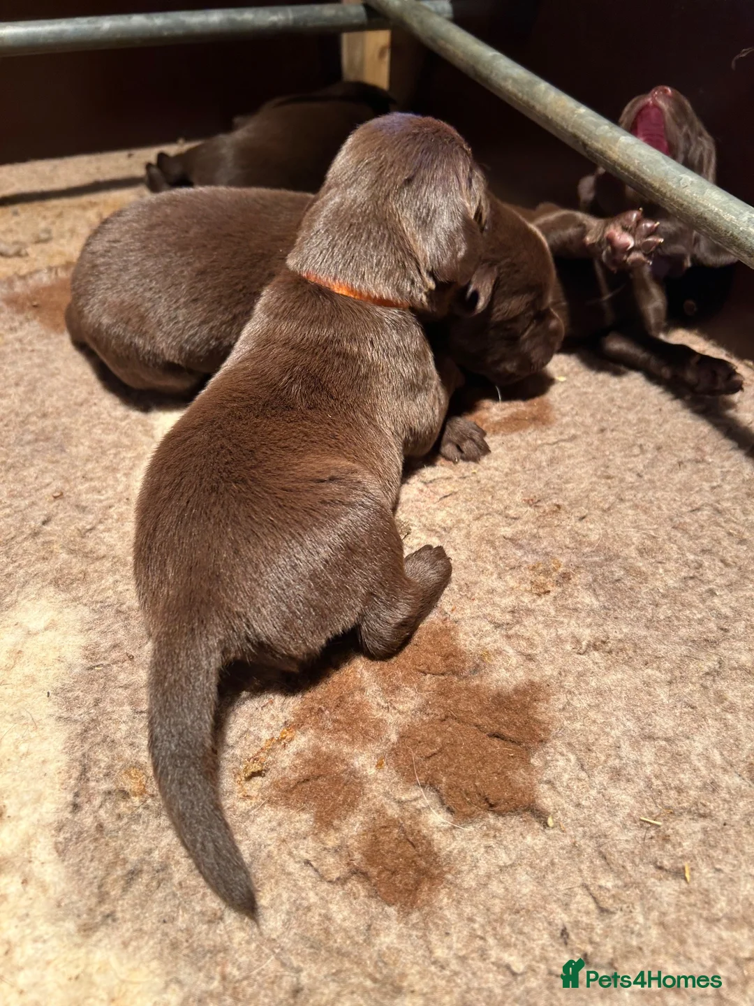 Springador dogs for sale: Springador puppies - repeat litter - Advert 35