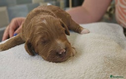 Cockapoo dogs for sale: Beautiful PRA F1B puppies - Image 6