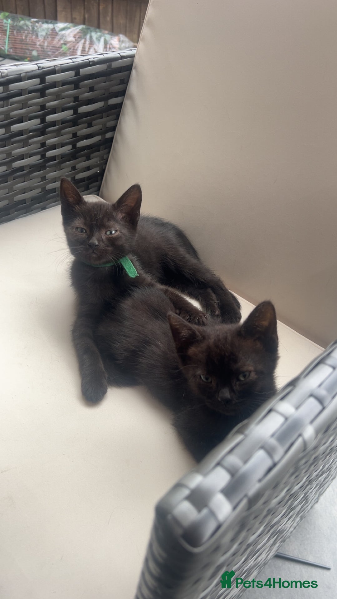 Mixed Breed cats for sale: beautiful kittens  - Image 6