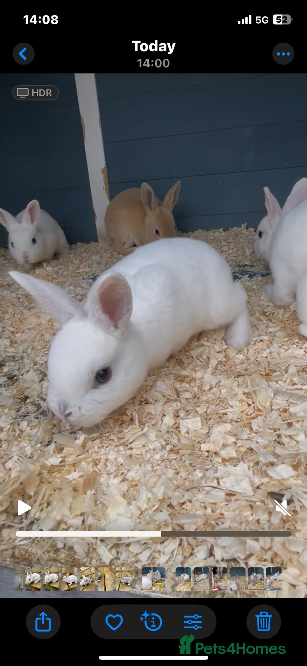 Rex rabbits for sale: 💖Pure bred mini Rex litter 💖 - Advert 2