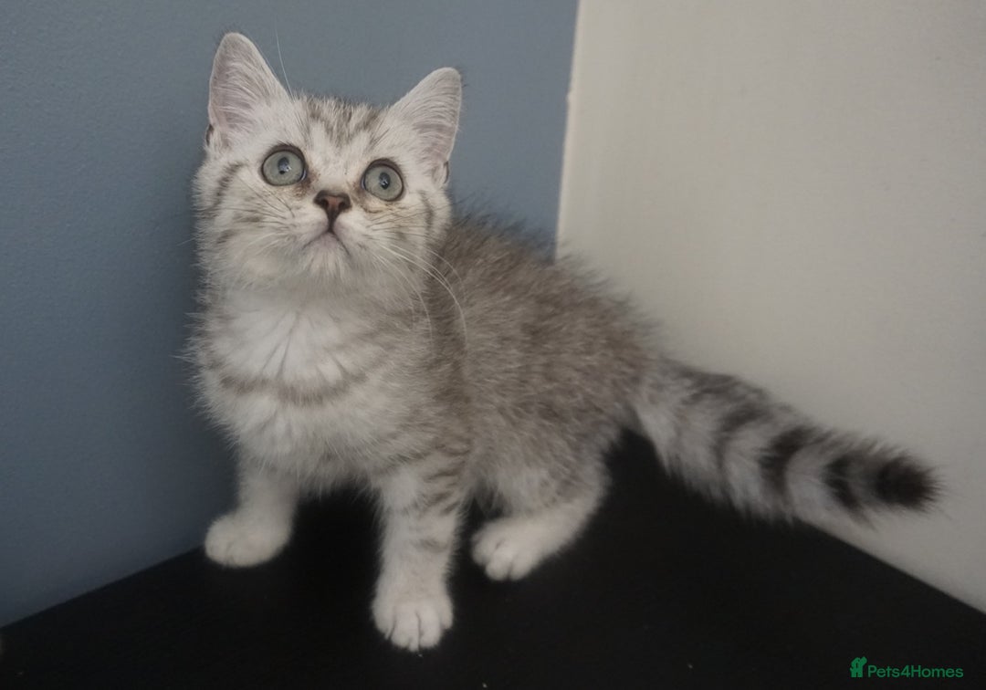 British Shorthair cats for sale: STUNNING British Shorthair Kittens Silver Tabbies - Image 7