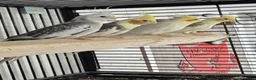 Parakeets birds for sale: Finches canarys doves parakeets parrots  - Advert 8