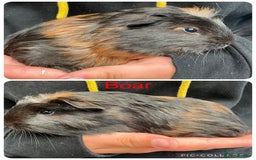 Guinea Pig rodents for sale: Baby guinea pigs UPDATED 27/6/25  - Image 3