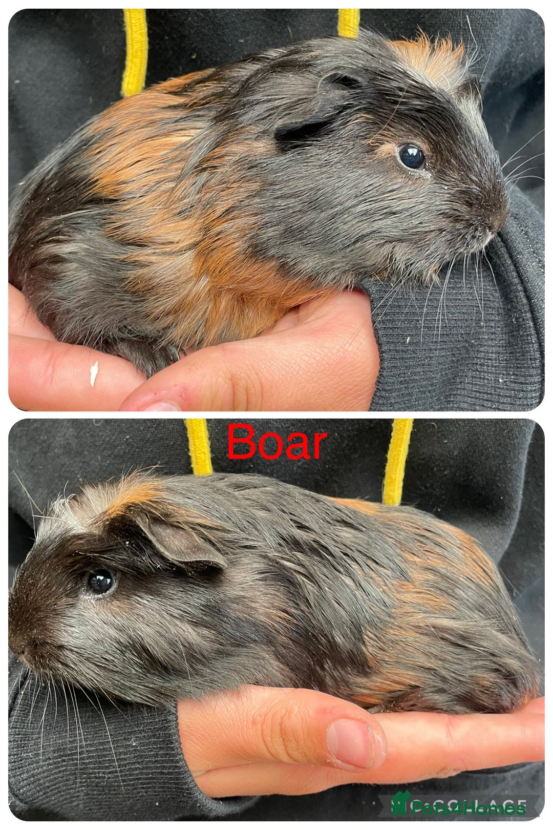 Guinea Pig rodents for sale: Baby guinea pigs UPDATED 27/6/25  - Image 3