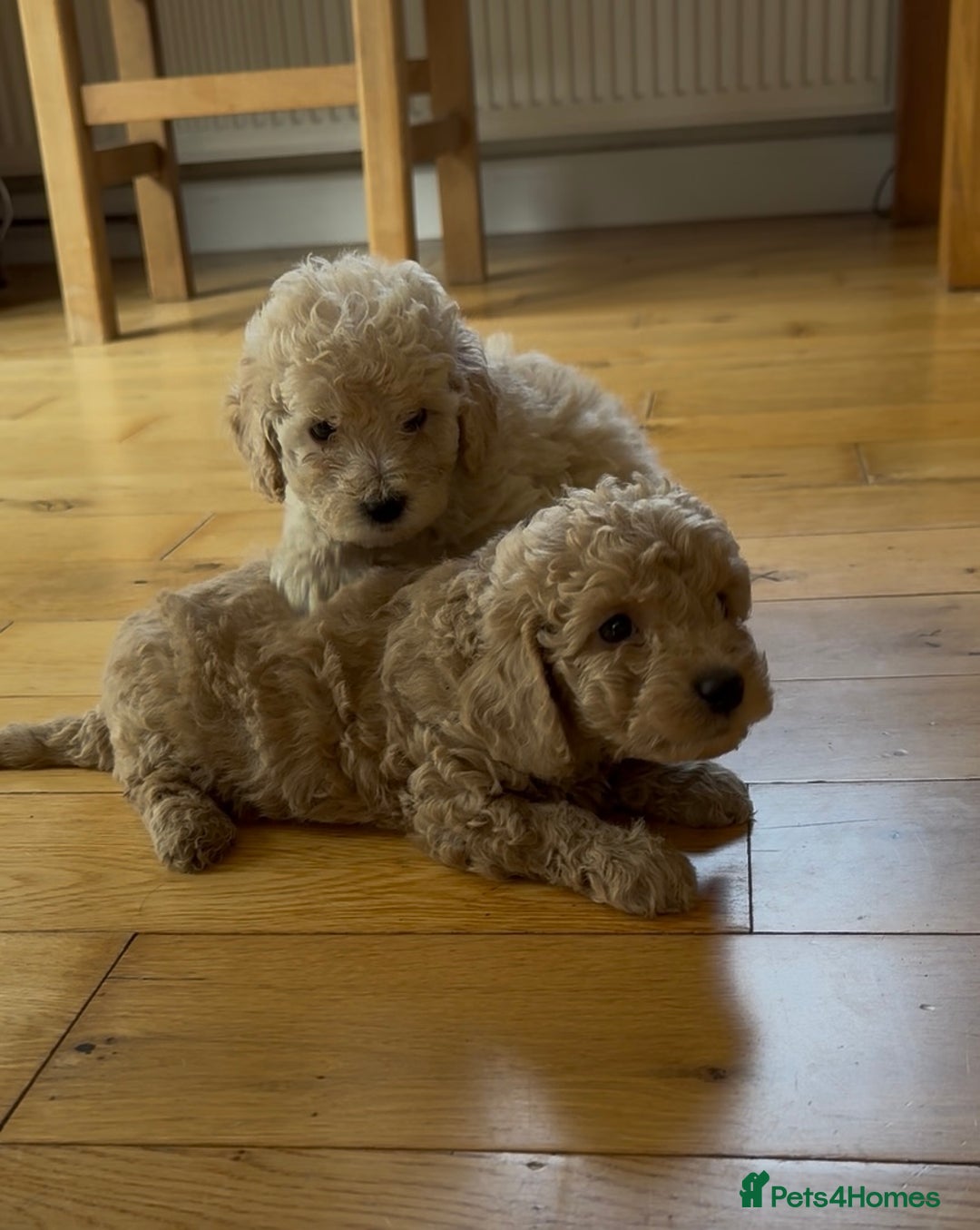 Poochon dogs for sale: Tiny farm bred teddy bear bundles of fun !  - Image 14