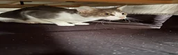 Mixed Breed cats for sale: Kittens in Guildford - Advert 1