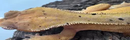 Mixed Breed reptiles for sale: various geckos! - Advert 9