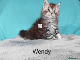 Maine Coon cats Pair of kittens - Advert 1