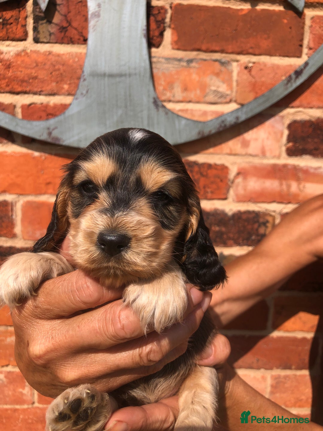 Cocker Spaniel dogs for sale: Pure beautiful show cocker spaniel puppies  - Image 21