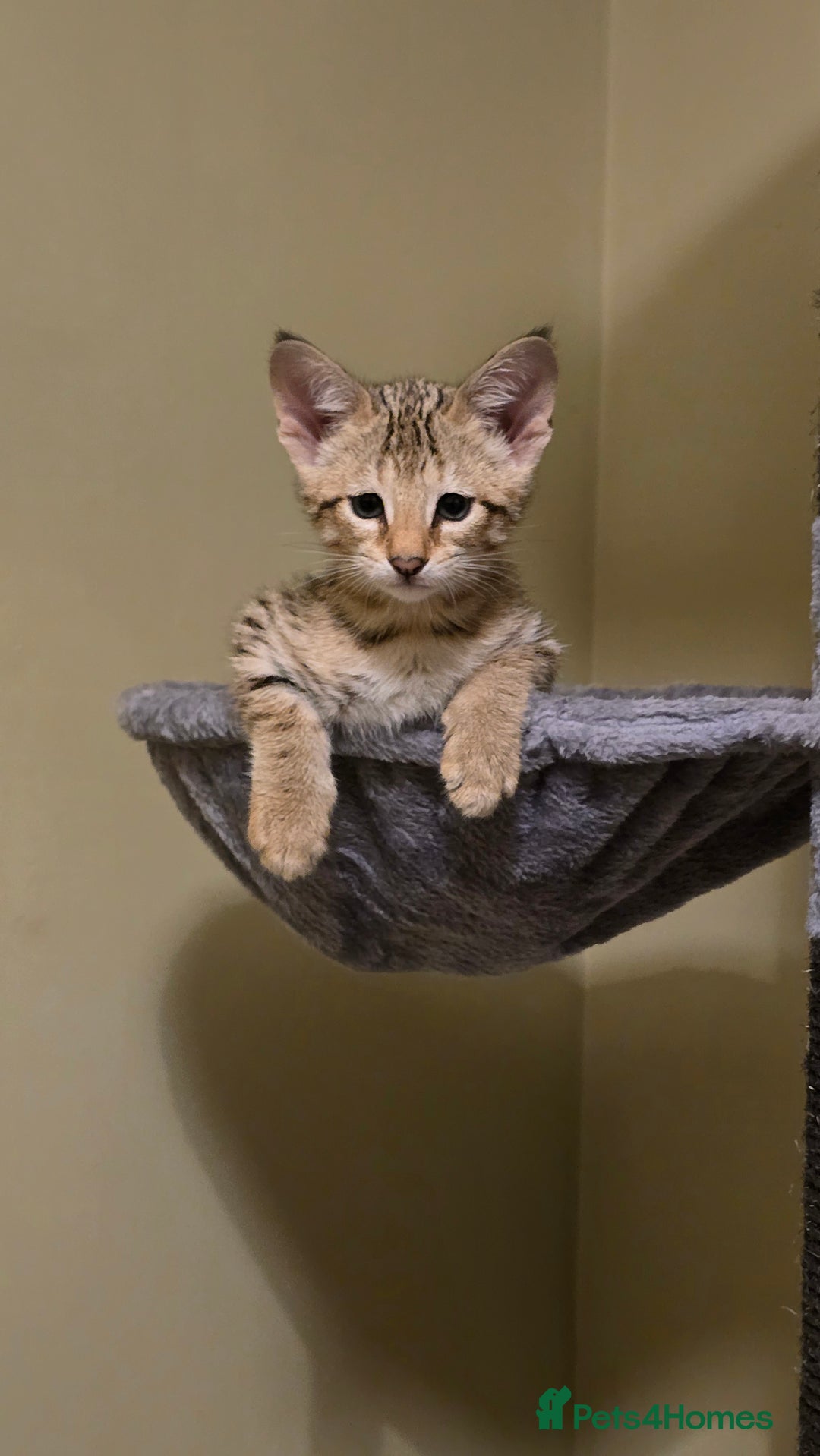 Savannah cats for sale: F3 Tica Registered Savannah Kittens  - Advert 11