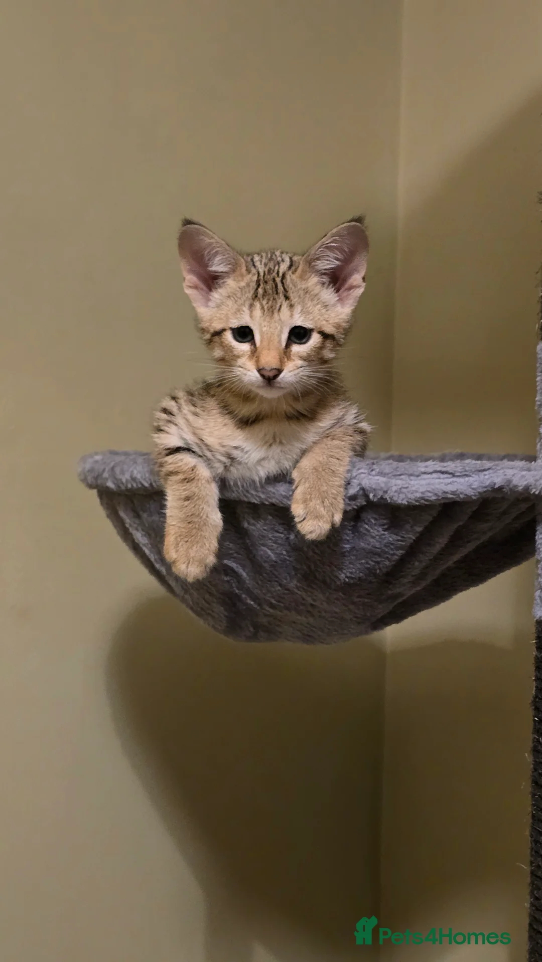 Savannah cats for sale: F3 Tica Registered Savannah Kitten - Cinnamon girl - Advert 14