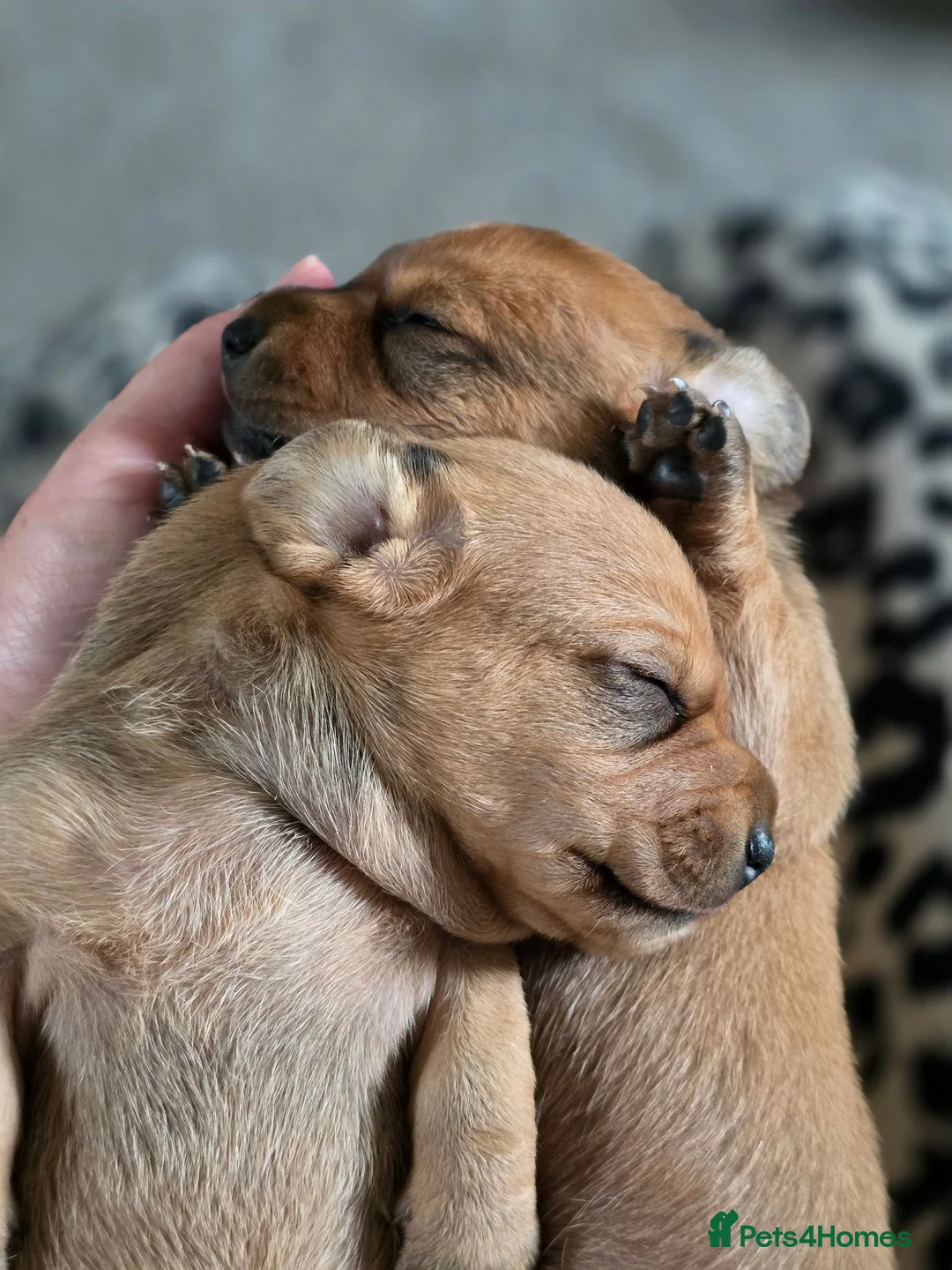 Dachshund dogs for sale: Shaded red Dachshund puppies in Barrow-upon-Humber - Advert 2