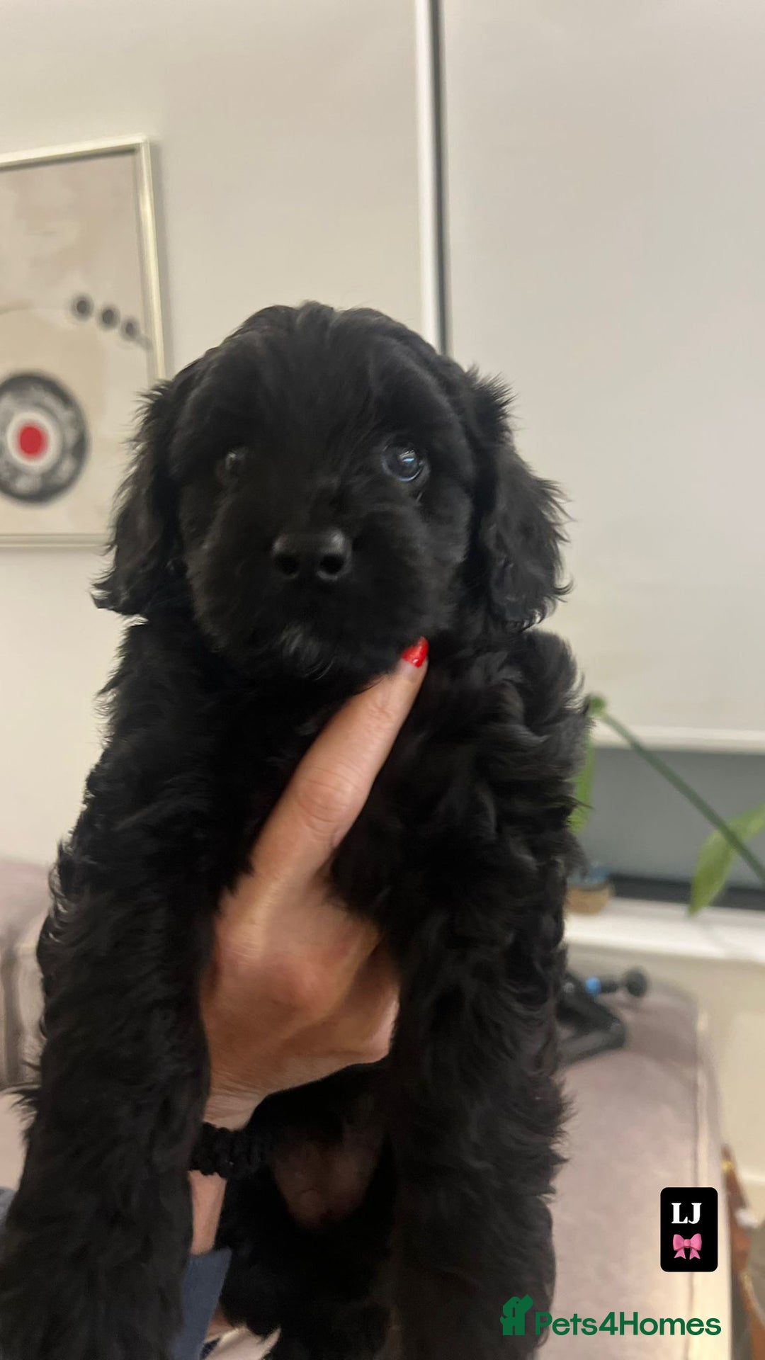 Mixed Breed dogs for sale: Beautiful Tiboodles Boy & Girl for sale  - Advert 6